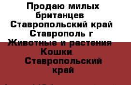 Продаю милых британцев - Ставропольский край, Ставрополь г. Животные и растения » Кошки   . Ставропольский край